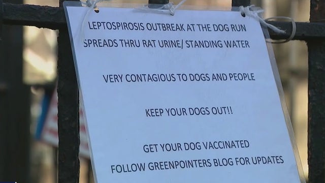 Rats blamed for dog deaths at Brooklyn park