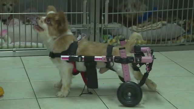 Betty White Challenge: LI animal shelter sees influx of donations