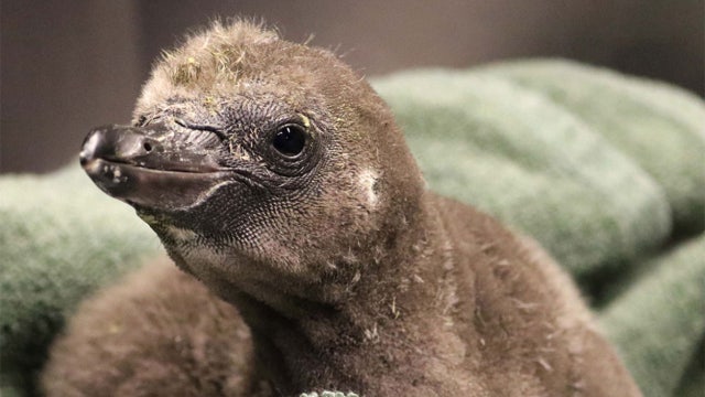 2 male penguins at NY zoo become foster parents to hatchling