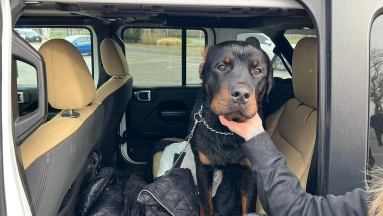 A Rottweiler named Brody jumped into Newark Bay near the bulkhead at Stephen Gregg Park. Brody was rescued by first responders.