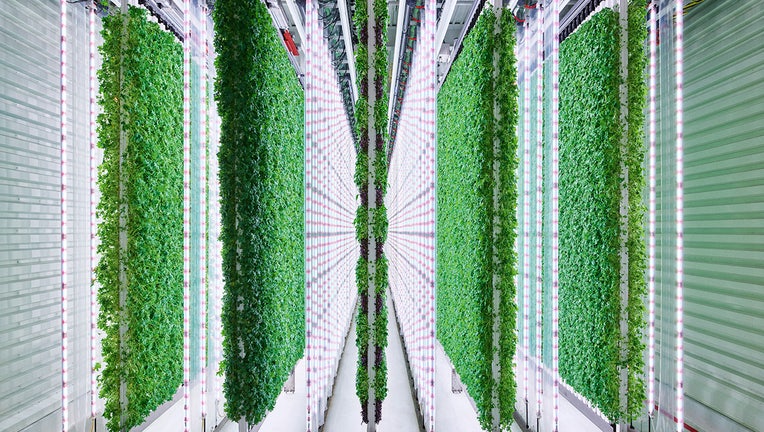 This undated photo provided by Walmart via Plenty, shows the Plenty Farms South San Francisco grow room.