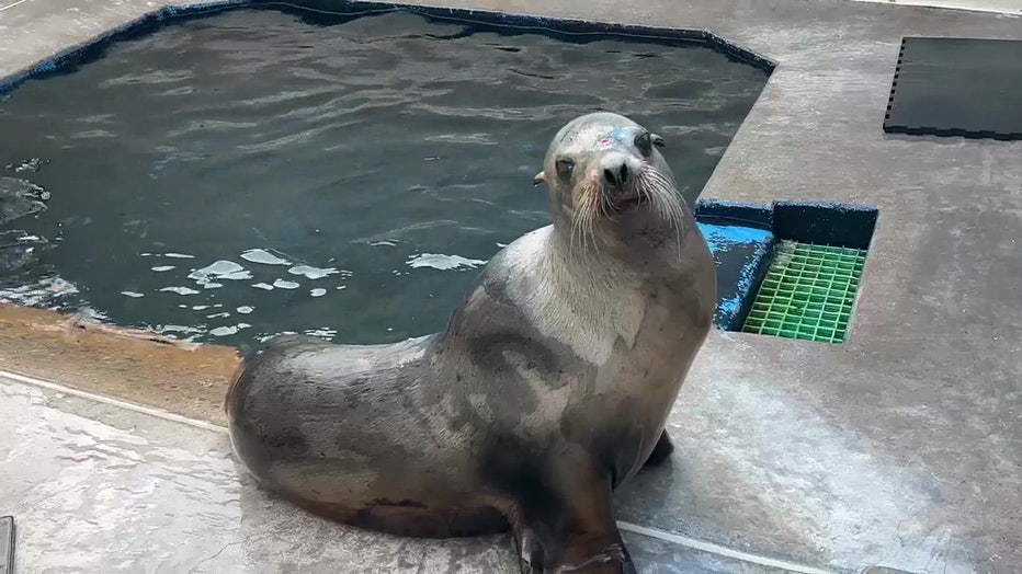 sea-lion-san-diego-sea-world.jpg