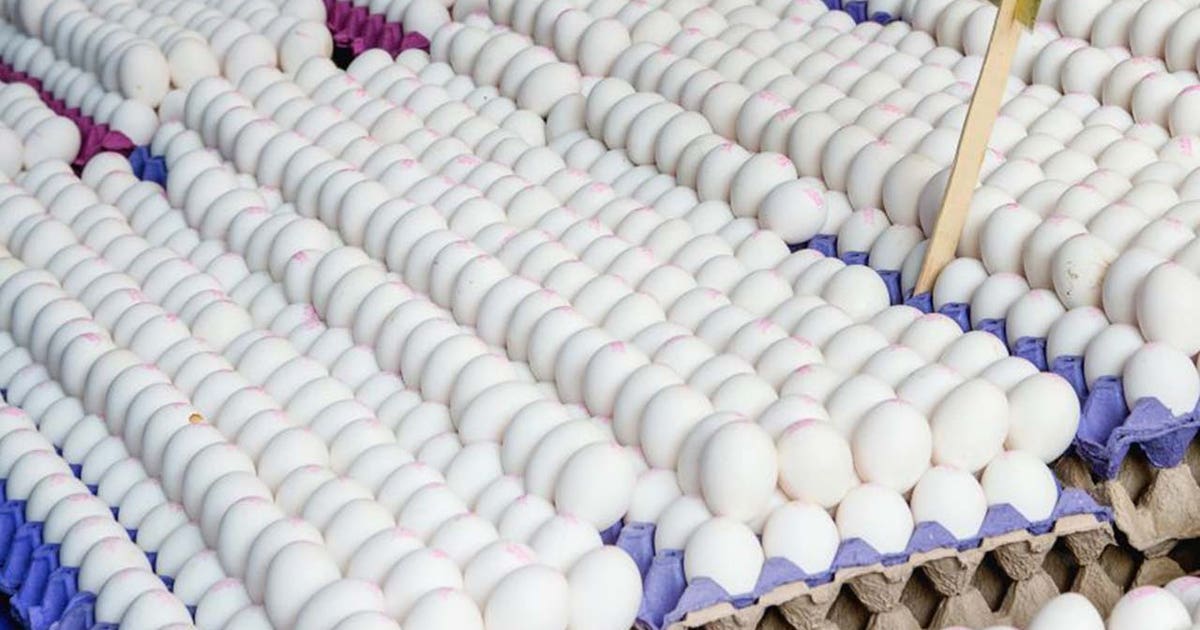 Inflation, bird flu send egg prices skyrocketing | FOX 5 New York