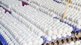 Inflation, bird flu send egg prices skyrocketing