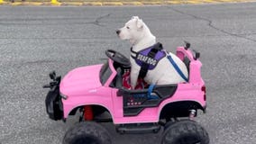 WATCH: Deaf dog saved from euthanasia drives around Daytona Speedway