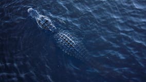 Hunter kills 900-pound alligator blamed in disappearance of livestock near Florida lake