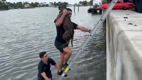 Florida firefighters rescue dog that had fallen into bay