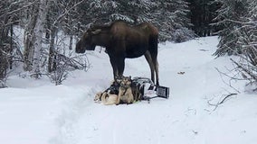 Moose attacks Iditarod musher's sled team, injures 4 dogs