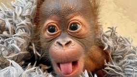 Meet 'Roux': New Orleans zoo officially names cute baby orangutan