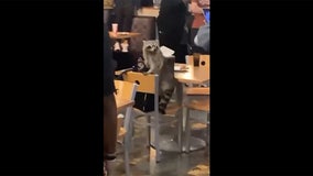 Raccoon falls through ceiling into LSU dining hall