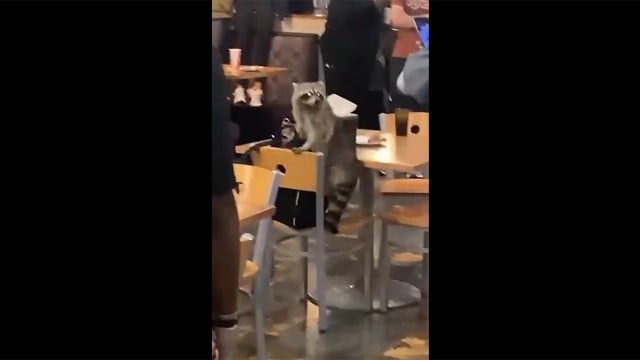 Raccoon falls through ceiling into LSU dining hall