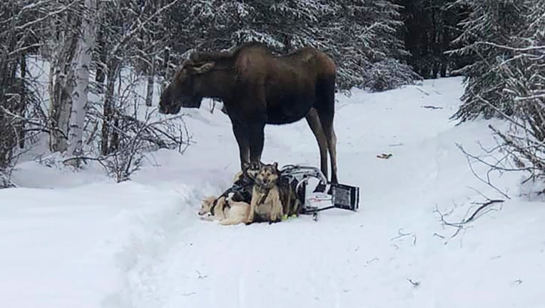 In this photo provided by Iditarod rookie musher Bridgett Watkins, a moose stands over her dog team on trails near Fairbanks, Alaska, Feb. 4, 2022. The moose attacked Watkins' dog team for over an hour during a training run, seriously injuring four before a friend shot and killed the moose. (Bridgett Watkins via AP)