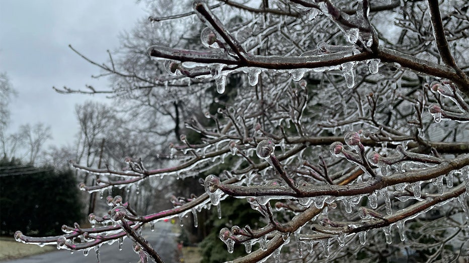 Ice hangs from a tree in Westfield, NJ. (Luke Funk/FOX5NY)