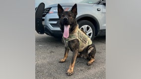 Connecticut police dog gets bulletproof vest