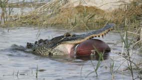 Alligator seen swimming with football in mouth in Florida