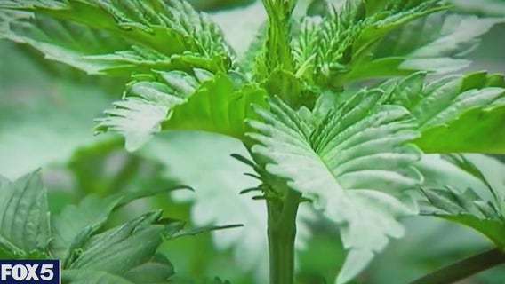 Legal Marijuana: NY unveils retailer application process