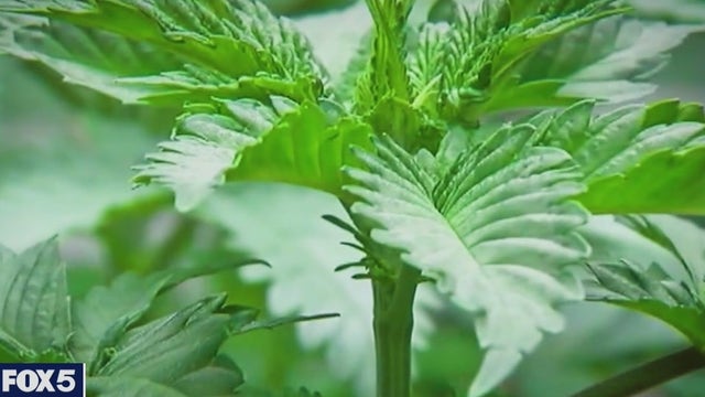 Legal Marijuana: NY unveils retailer application process