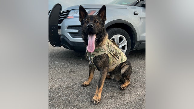Connecticut police dog gets bulletproof vest