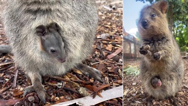Baby quokka peeks out of mom's pouch, makes debut at Australia zoo