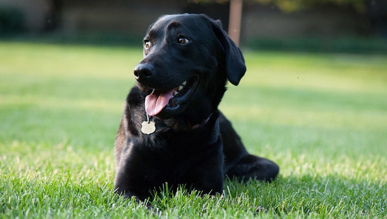 A black police dog lies on grass; her tongue is slightly out and she is looking to her right