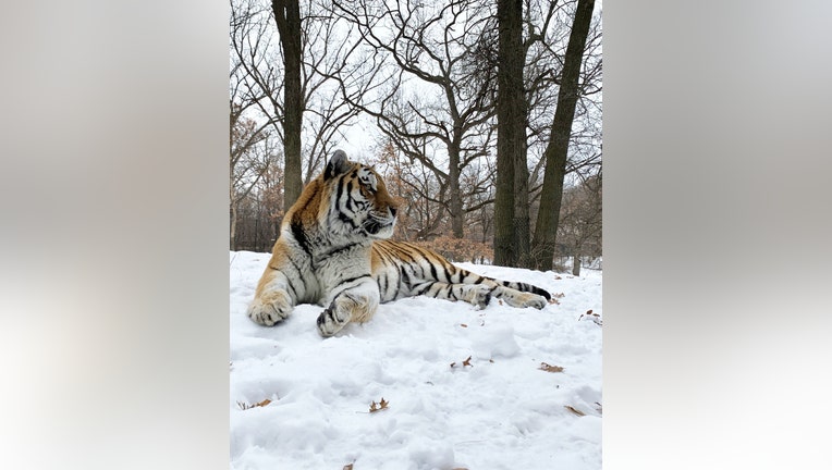 MNZoo_AmurTiger.jpg