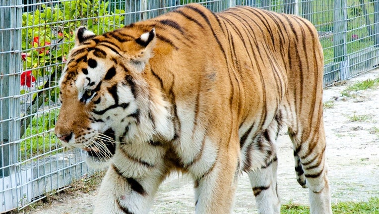An image of a tiger at the Wooten's Animal Sanctuary & Alligator Park.