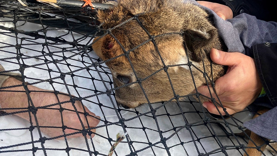A young buck under a net; hands hold the buck still as another hand holds a swab to the buck's nose