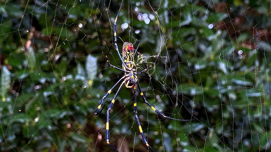 FILE - The Joro spider, a large spider native to East Asia, is seen in Johns Creek, Ga., on Sunday, Oct. 24, 2021. Researchers say the large spider that proliferated in Georgia in 2021 could spread to much of the East Coast. (AP Photo/Alex Sanz, File)