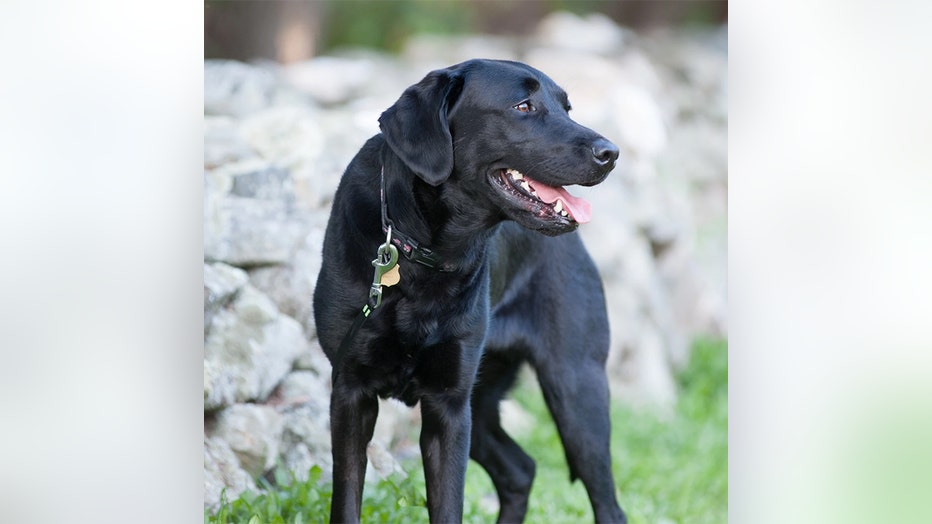 Wide image of a black police dog with her mouth open and tongue slightly out looking to her left