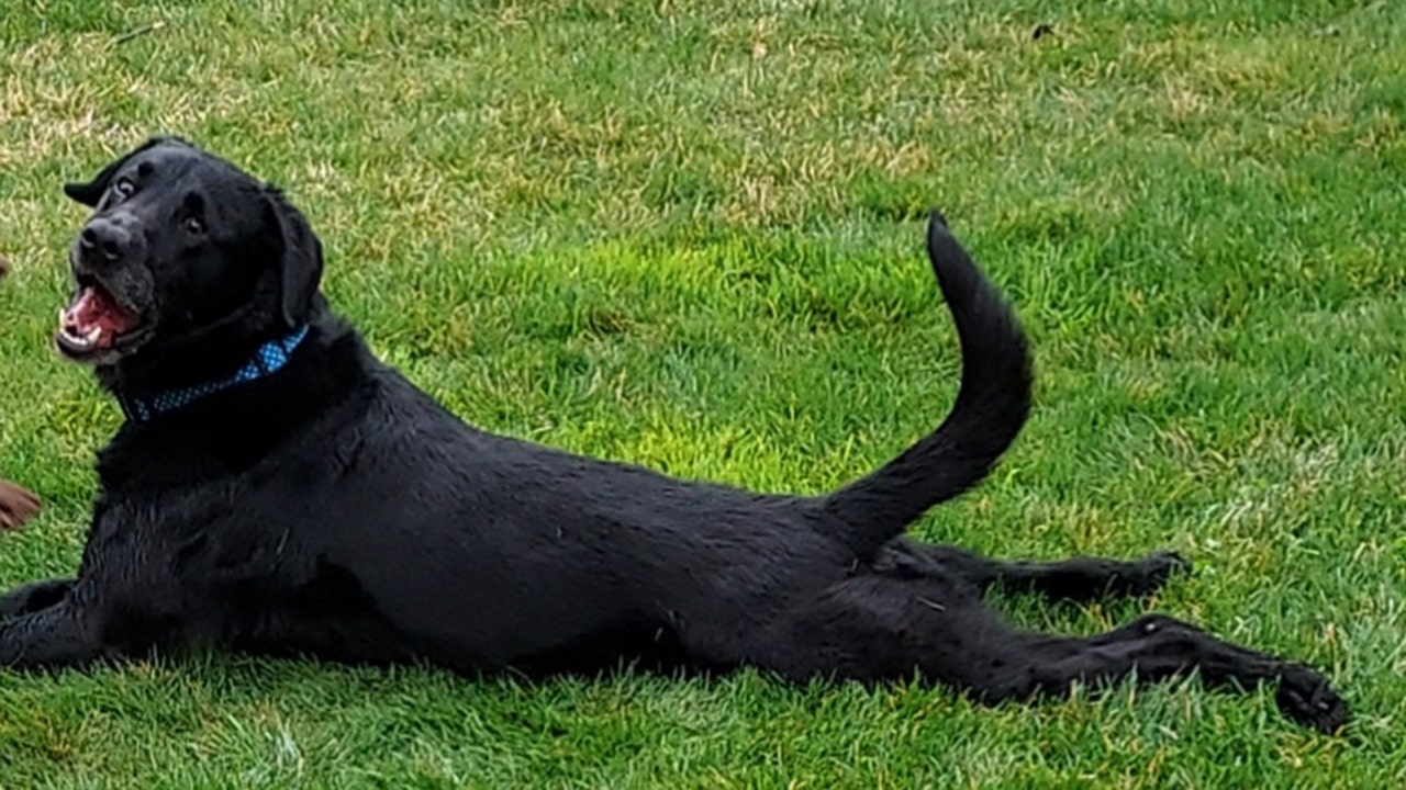 Homeland Security dog retires after 5 years at JFK Airport | FOX 5