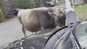 NJ bull escapes, destroys mailbox