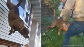 Dog leaps from window to escape burning Berks County home