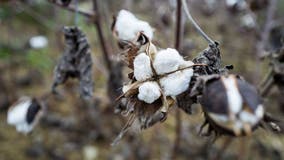 Upstate NY teacher under fire for cotton, cuffs in class on slavery