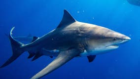 Hundreds of shark fins found at Texas restaurant
