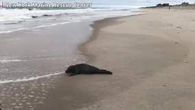 Seal pup rescued from road released back into Atlantic Ocean