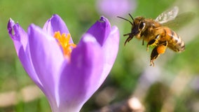 Millions of bees used in pollination die in airline shipping