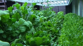 Hands-on hydroponic farming taught in NYC high schools
