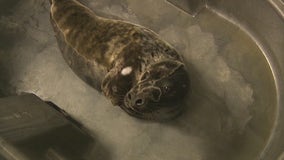 Seal pup recovering at rescue center on Long Island