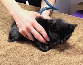 A vet's hands examine a small black kitten on an examination table covered with a brown towel