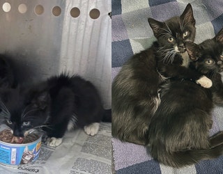 Side-by-side photos show a pair of small kittens; one is black and the other is black and white