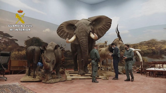 Taxidermy museum with 1,000 animals under investigation