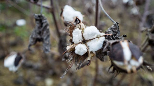 Upstate NY teacher under fire for cotton, cuffs in class on slavery