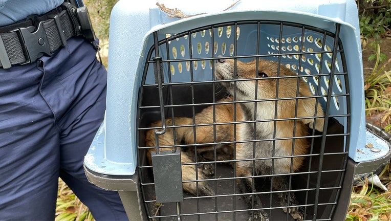 The captured fox. (U.S. Capitol Police)