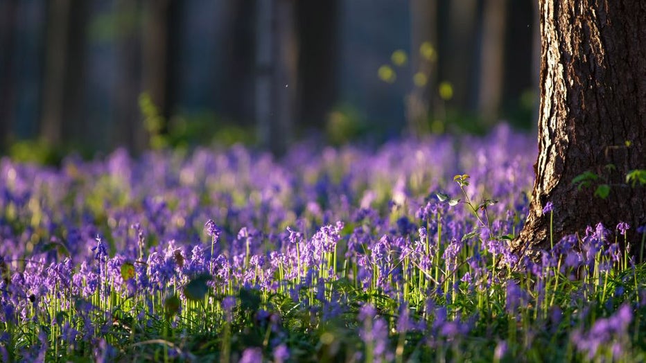 Belgium-bluebells-II.jpg