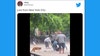 Video: Bold rat sparks mayhem at dog park in Manhattan