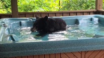 Bear cub takes a dip in a hot tub and the video is adorable