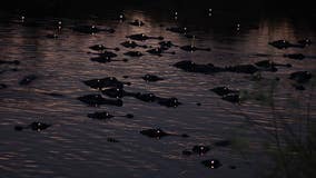 Photos show dozens of Florida alligators with 'glowing' eyes at night