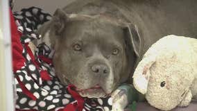 Dog survives deadly Colorado plane crash: 'She's a fighter'