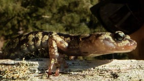 California's salamanders have amazing skydiving skills, UC study reveals