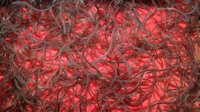 NJ company smuggled baby eels out of Europe to factory in China, indictment alleges